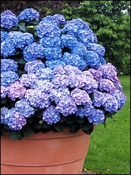 Kübel mit blauen Hortensien
