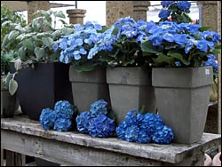 Dekorative blaue Hortensien im Topf